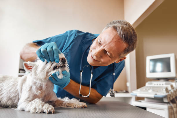 Best Emergency Dental Care for Trauma or Injury in Kidron, OH